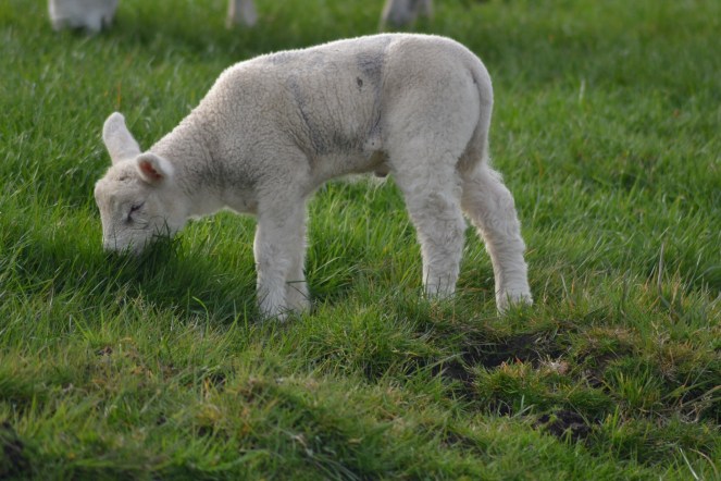 lamb3